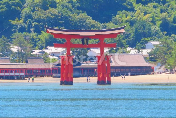日本三景安芸の宮島の大鳥居と厳島神社 宮島,厳島神社,大鳥居の写真素材