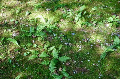 木漏れ日の中の羊歯の葉と苔 木漏れ日の中の羊歯の葉と苔 羊歯,苔,地面の写真素材