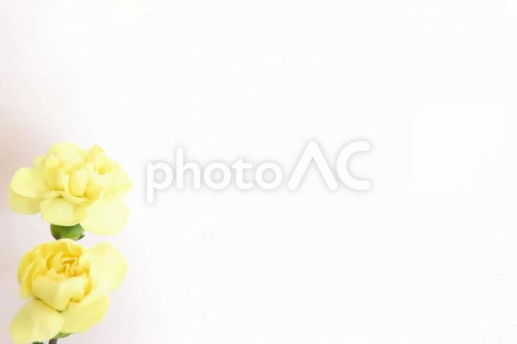 カーネーション　母の日メッセージカード カーネーション,花,春の写真素材