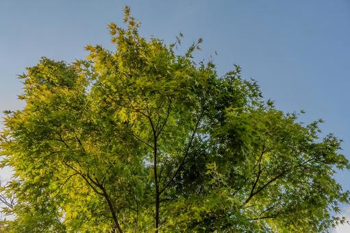 清水公園の秋 清水公園の秋の写真