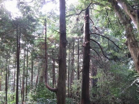 筑波山の木 筑波山の木の写真
