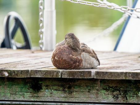 水辺のマガモ マガモ,カモ,鴨の写真素材