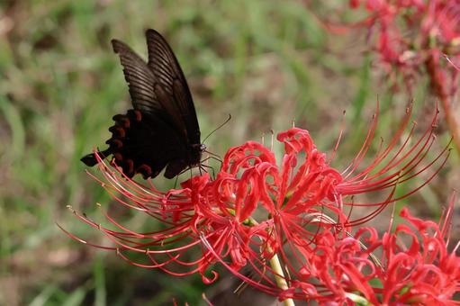 彼岸花と黒アゲハ蝶05 彼岸花と黒アゲハ蝶05の写真