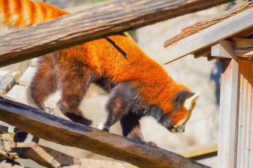斜面を降りるレッサー レッサーパンダ,動物,赤茶色の写真素材