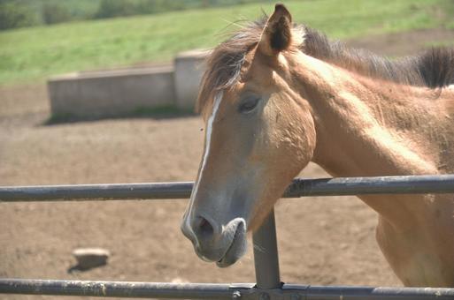 蓼科第二牧場の馬 蓼科第二牧場の馬の写真