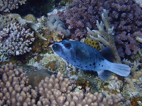 コクテンフグ コクテンフグ 生き物,海,沖縄の写真素材