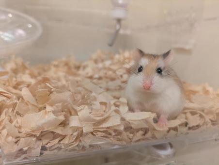 Photo, hamster, small animals, loborovsky, 