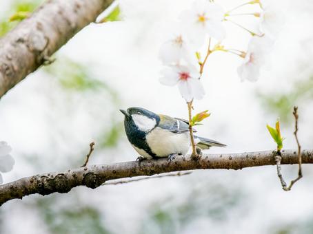 桜とシジュウカラ 桜とシジュウカラの写真