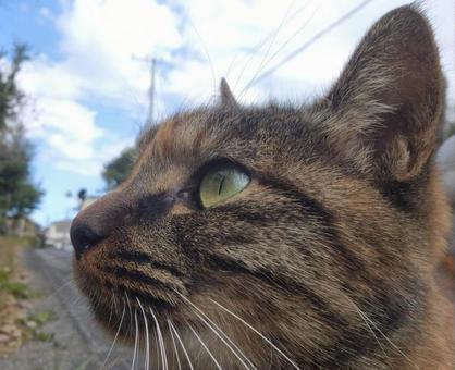 しあわせの麦わら猫（秋晴れ編） ねこ,ネコ,猫の写真素材