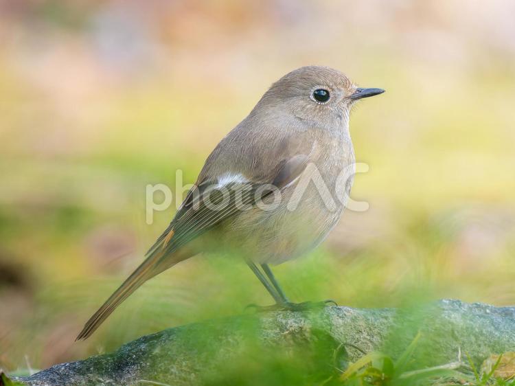 地面を歩くジョウビタキのメス・ジョビコ ジョウビタキ,ジョビコ,ジョウビタキのメスの写真素材
