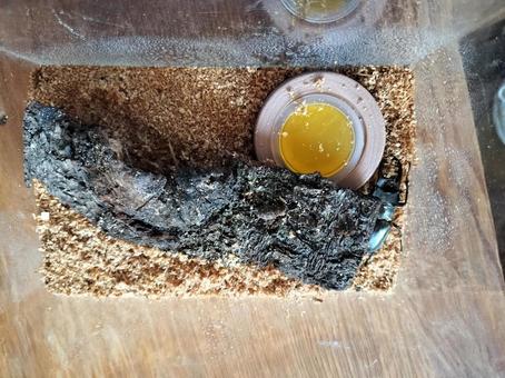 ミヤマクワガタの飼育 ミヤマクワガタの飼育の写真