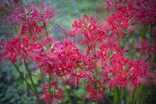 A cluster of red spider lilies, JPG A cluster of red spider lilies, JPG