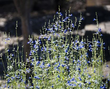 コバルトセージ コバルトセージ,サルビア・レプタンス,シソ科サルビア属の写真素材