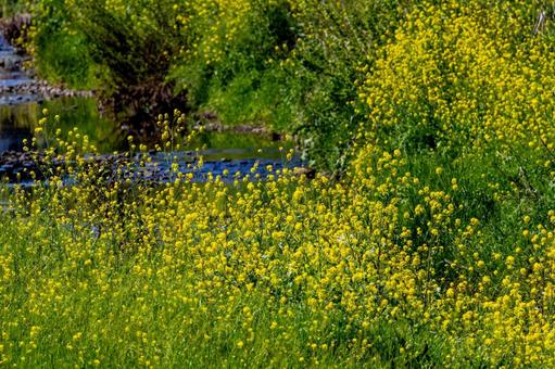 菜の花畑の中を流れる小川の写真
