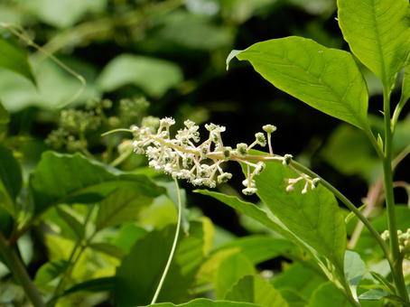 【植物写真】ヨウシュヤマゴボウ 【植物写真】ヨウシュヤマゴボウの写真