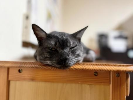Vel-chan is watching with half-closed eyes, JPG Vel-chan is watching with half-closed eyes, JPG