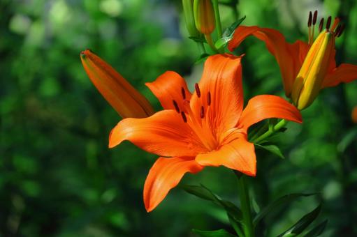 A flower that symbolizes chastity, JPG A flower that symbolizes chastity, lírios, lírio, flor, JPG