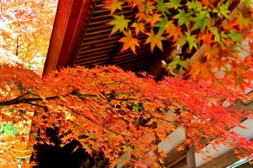 Maple autumn leaves autumn maple autumn background Maple autumn leaves autumn maple autumn background