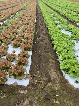 サニーレタスとレタスの畑 サニーレタスとレタスの畑 レタス,野菜,サニーレタスの写真素材