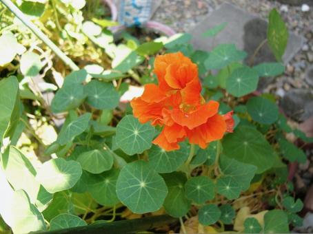 金蓮花 オレンジ 金蓮花 オレンジ オレンジの花,金蓮花,ナスタチウムの写真素材