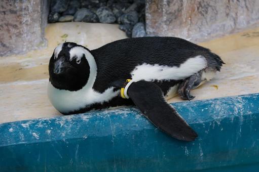 ケープペンギン ケープペンギン ケープペンギン,ペンギン,上野動物園の写真素材