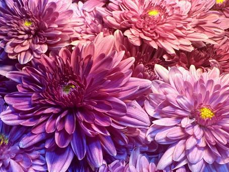 満開のもってのほか 満開のもってのほか 花,菊,秋の写真素材