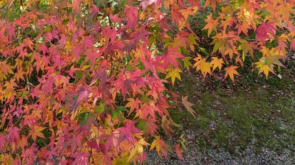 もみじ 紅葉,もみじ,赤の写真素材