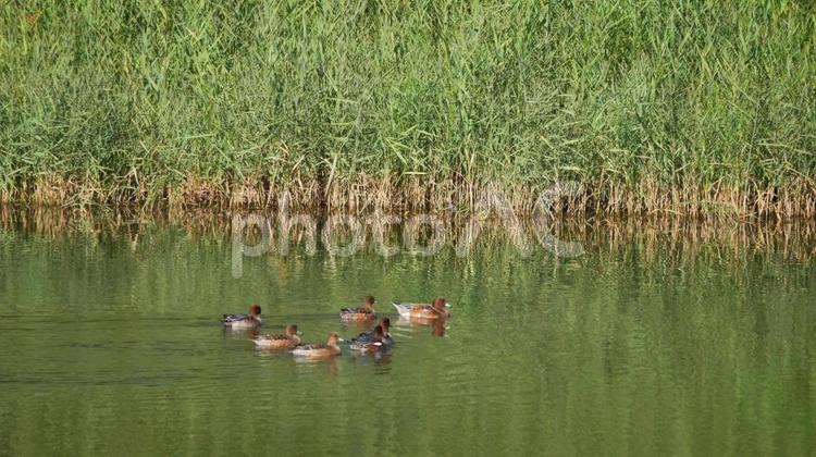 晩秋の親水池、早期に渡って来たヒドリガモ ヒドリガモ,鴨,渡り鳥の写真素材