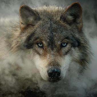 野生の鼓動を感じる、オオカミの眼差し 野生の鼓動を感じる、オオカミの眼差しの写真