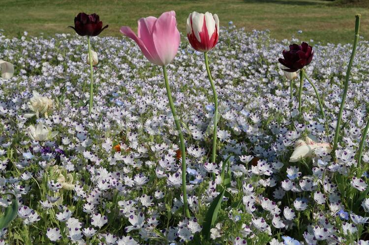 風に揺られて お花畑,フラワーアレンジメント,優しい花の写真素材