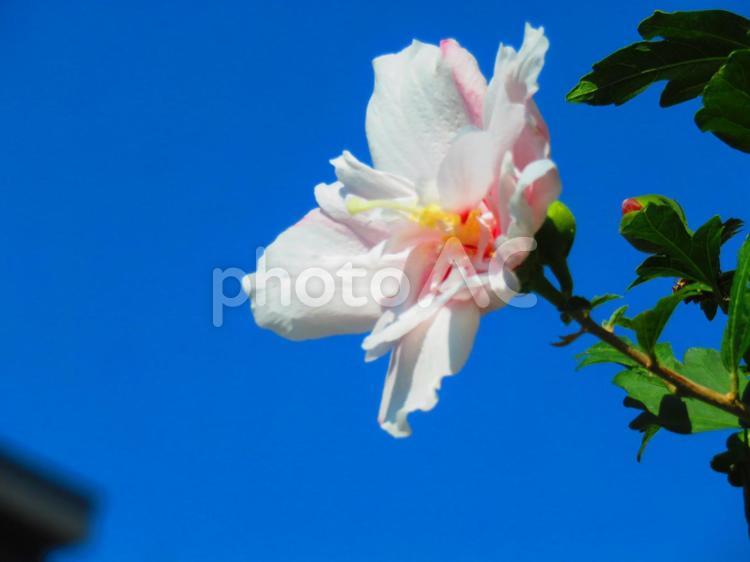 ７月中旬のムクゲの花 背景,ムクゲ,花の写真素材