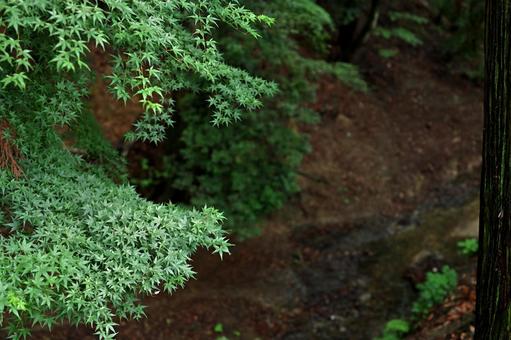 静けさが満ちている深緑の森の中の写真