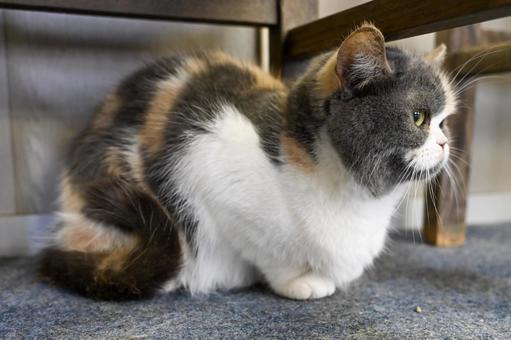 ねこちゃん ねこ,生き物,ふわふわの写真素材