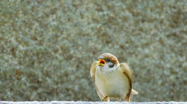 ご飯をせがむ子スズメ ご飯をせがむ子スズメ 野鳥,小鳥,スズメの写真素材