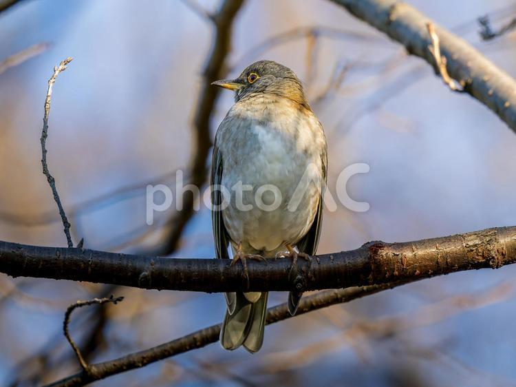 枝にとまるシロハラ シロハラ,野鳥,鳥の写真素材