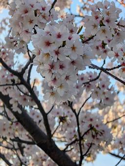 Cherry blossoms in full bloom, JPG Cherry blossoms in full bloom, JPG