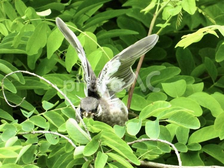 ポーズをとるムクドリの幼鳥 鳥,野鳥,ムクドリの写真素材