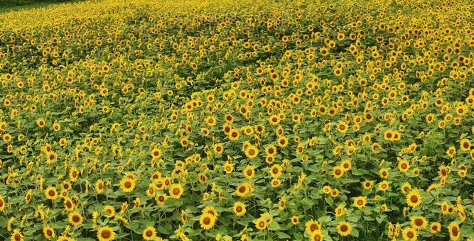 ひまわり ひまわりの写真