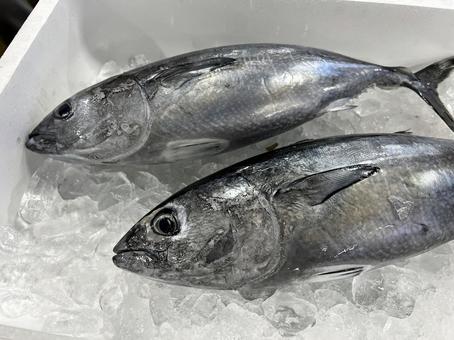 メジマグロ 魚市場 メジマグロ 魚市場 メジマグロ,マグロ,本マグロの稚魚の写真素材