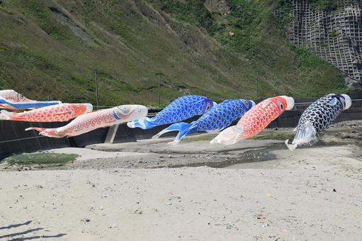 海岸で泳ぐ鯉のぼり 海岸で泳ぐ鯉のぼり 鯉のぼり,こいのぼり,鯉幟の写真素材