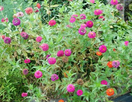 【花の写真】 ヒャクニチソウ(百日草) 【花の写真】 ヒャクニチソウ(百日草)の写真