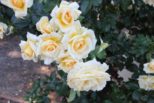ばら192 ばら192 バラ,薔薇,ローズの写真素材