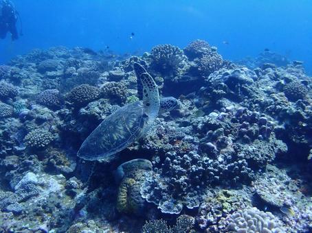 沖縄のウミガメ ウミガメ,うみがめ,海亀の写真素材