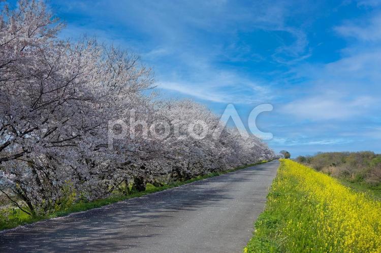 桜並木 桜,桜並木,菜の花の写真素材