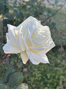 バラ バラ バラ,薔薇,白の写真素材