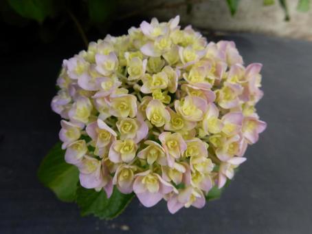 【花の写真】紫陽花の花 【花の写真】紫陽花の花の写真