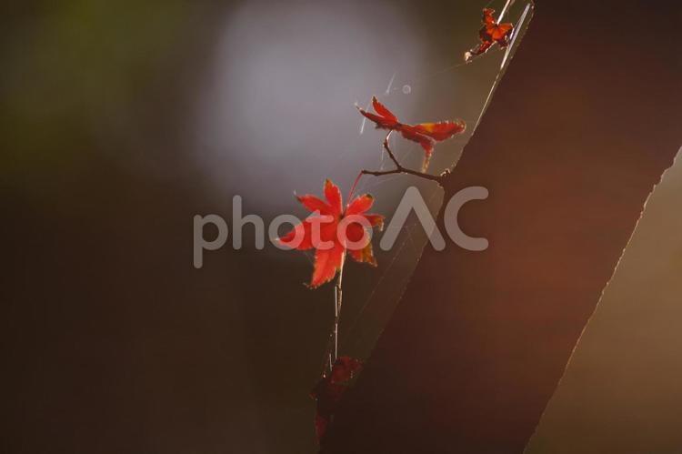 ぽつんともみじ 紅葉,鮮やか,落ち葉の写真素材