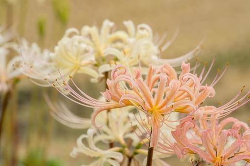 佐賀-【江里山の棚田の彼岸花】 佐賀-【江里山の棚田の彼岸花】 佐賀,江里山,棚田の写真素材