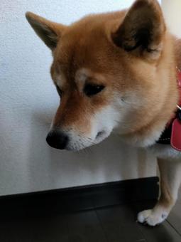 ちょっと困り顔の柴犬です! ちょっと困り顔の柴犬です! 犬,シバ,柴犬の写真素材