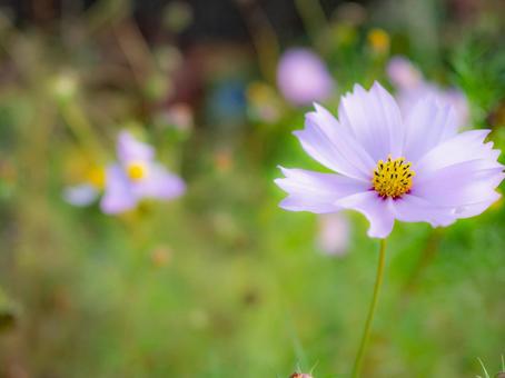 ほんわりしたコスモス コスモス,秋,背景の写真素材